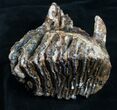 Woolly Mammoth Molar From North Sea #4418-2